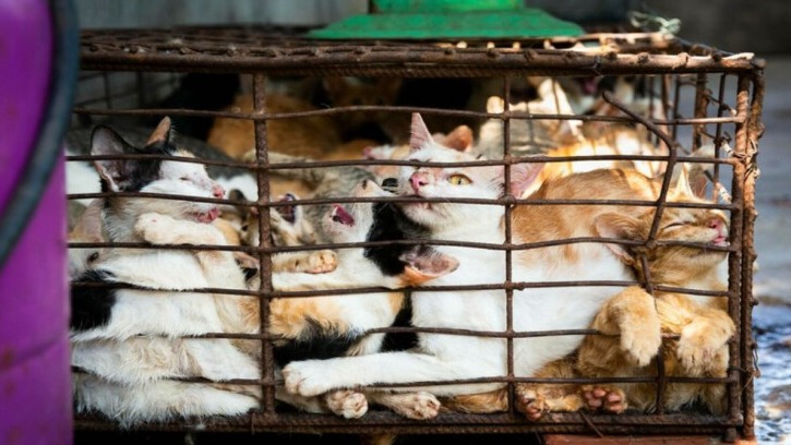 New best parada wave