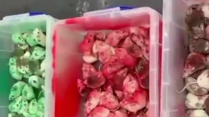 New best parada wave