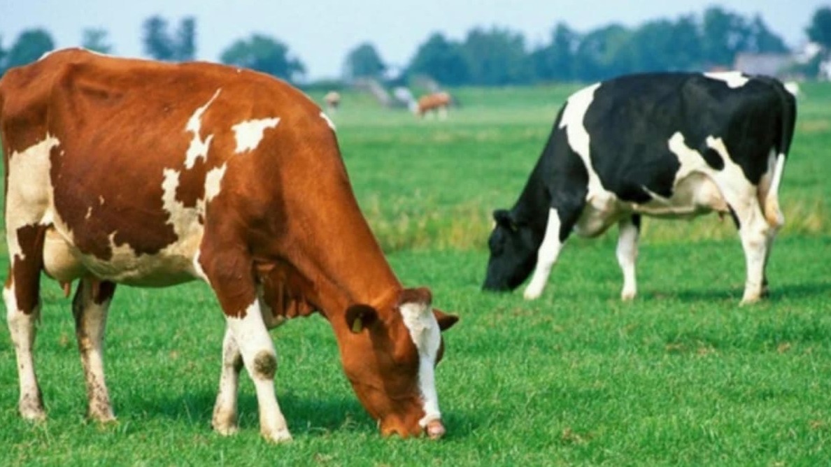 New best parada wave