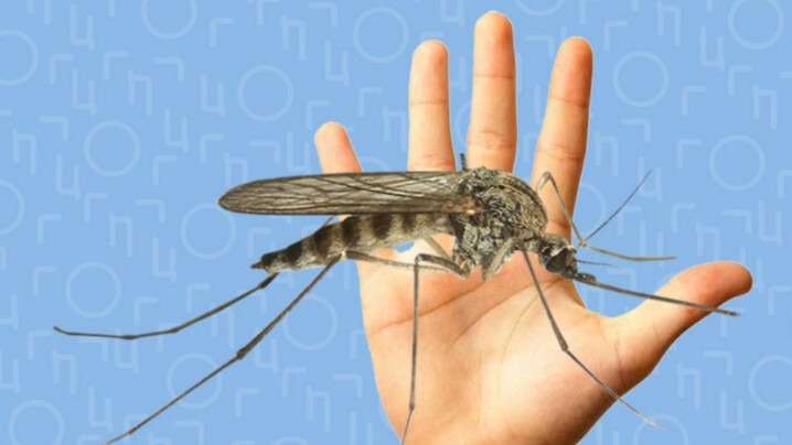 New best parada wave