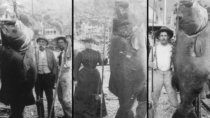 New best parada wave