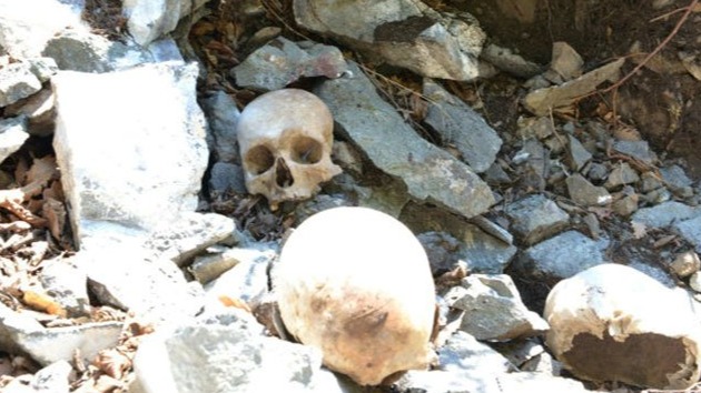 New best parada wave