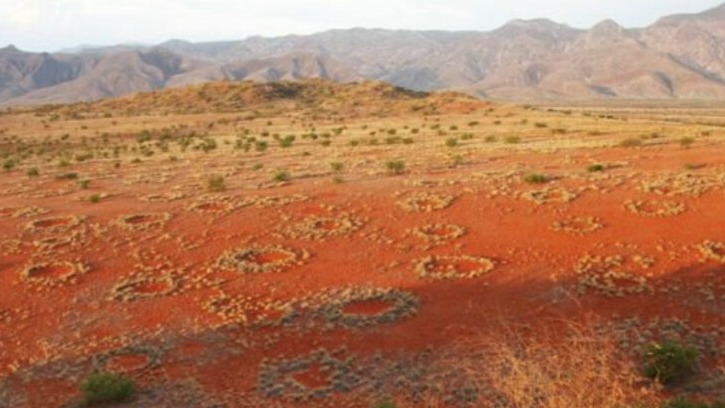 New best parada wave