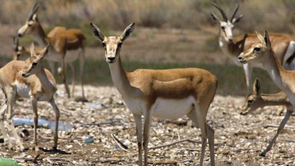 New best parada wave