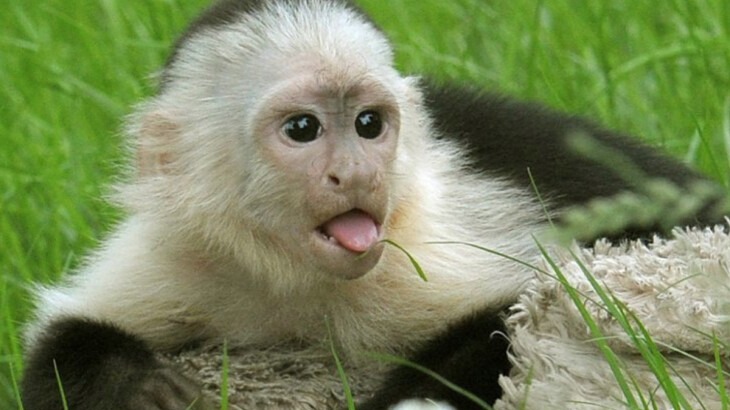 New best parada wave