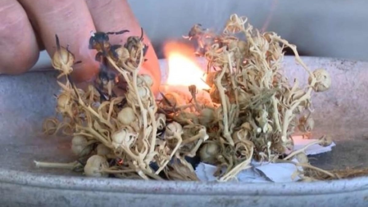 New best parada wave