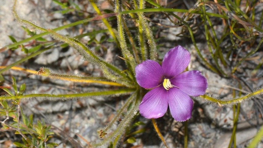 New best parada wave