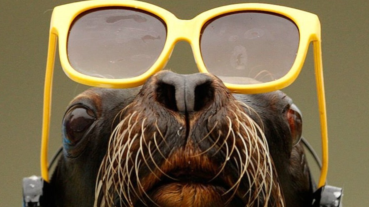 New best parada wave