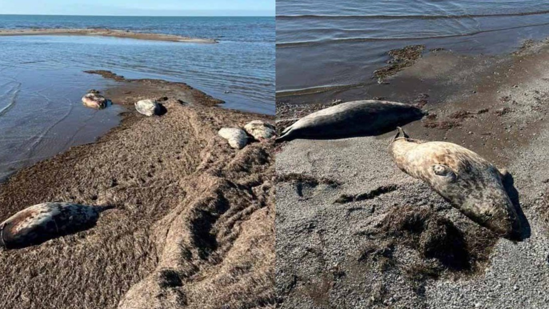 New best parada wave