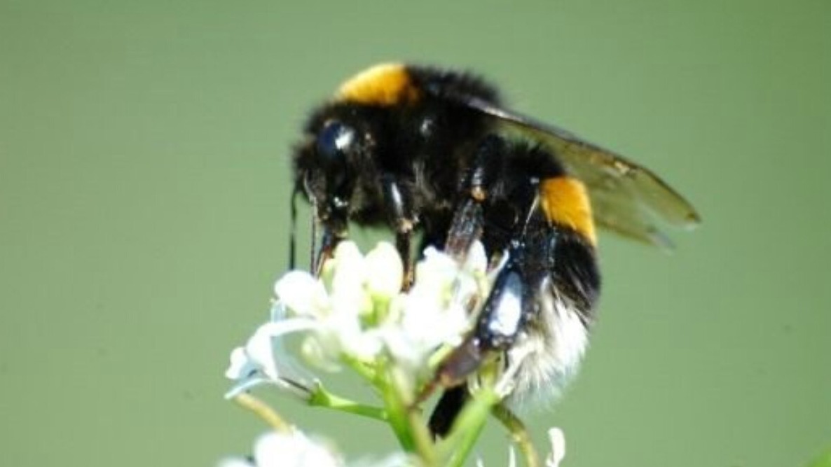 New best parada wave