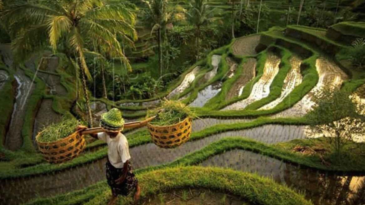 New best parada wave