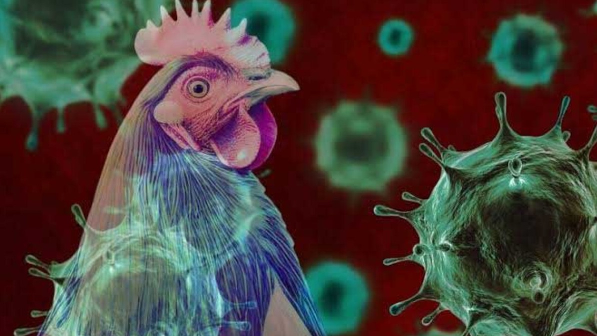 New best parada wave