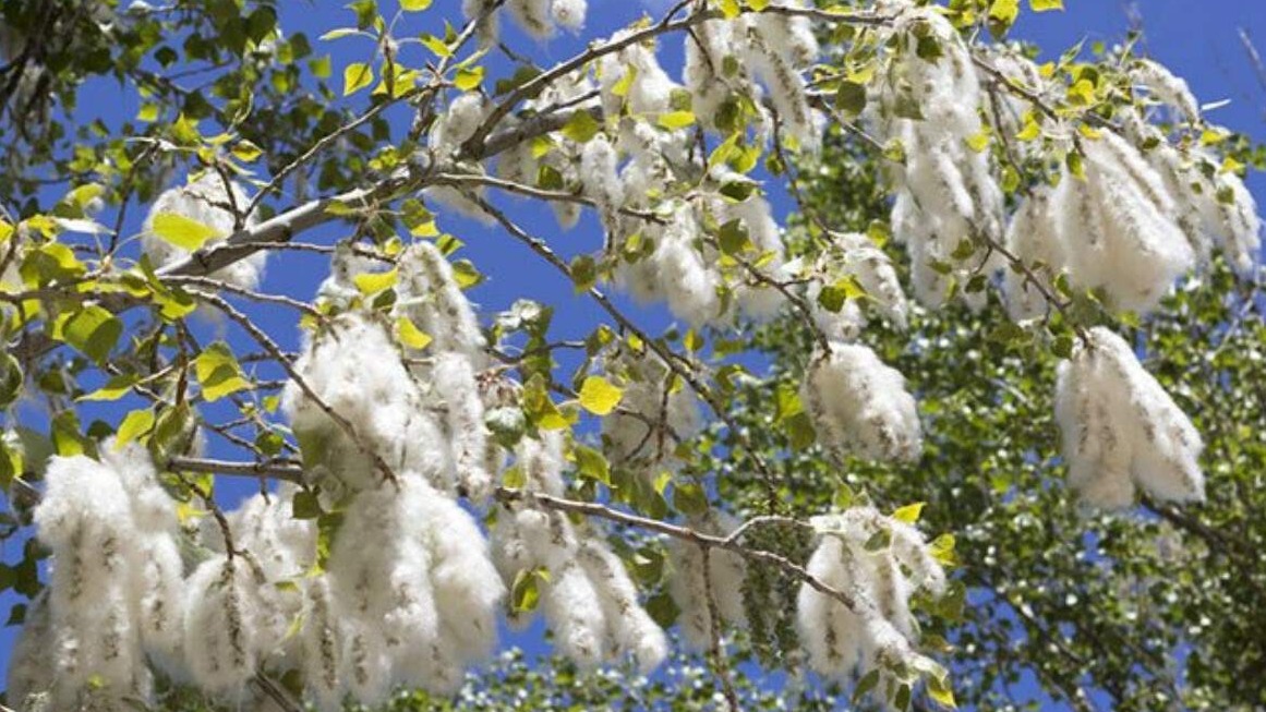 New best parada wave